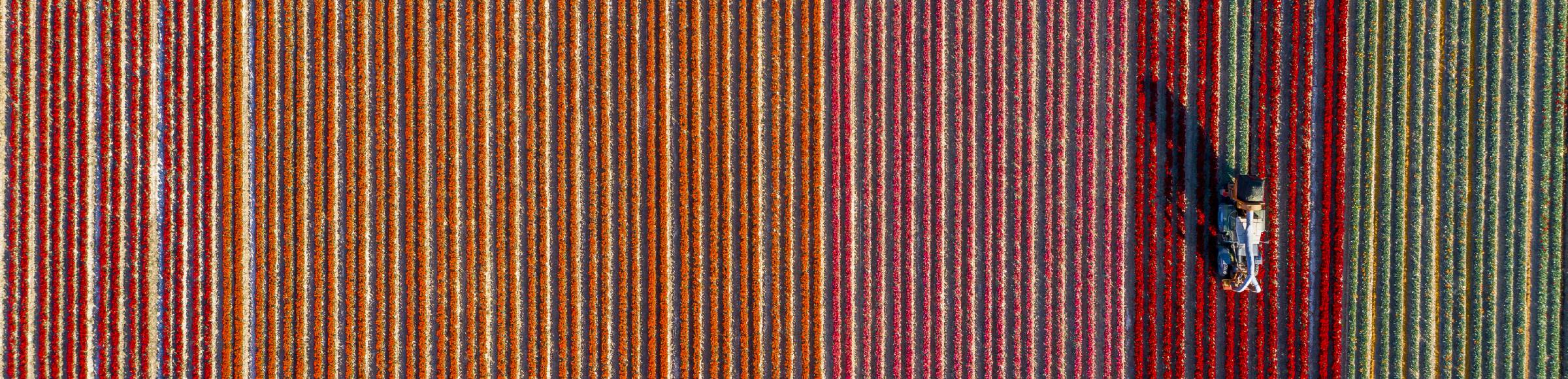 Vertical aerial view from the satellite perspective of the colorful bedding rows on a field for flowering various tulips on street Roeckrather Strasse in Korschenbroich in the state North Rhine-Westphalia, Germany